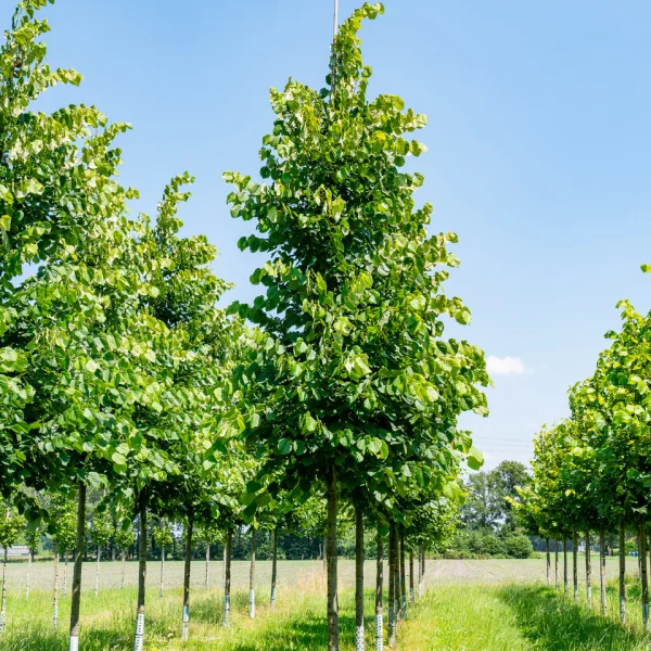 Tilia tomentosa 'Sisi' &ndash; lípa stříbrná 'Sisi'