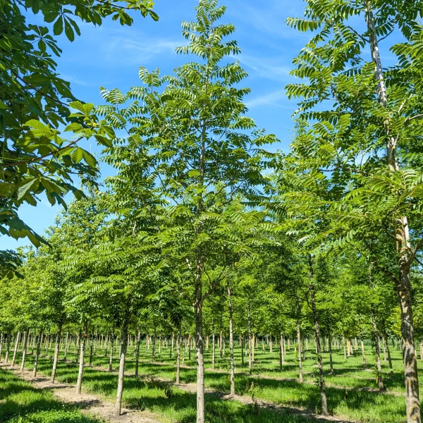 Toona ciliata &ndash; česnekovník brvitý