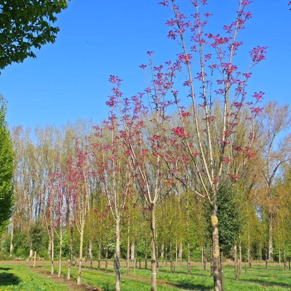 Toona sinensis 'Flamingo' &ndash; česnekovník čínský 'Flamingo'