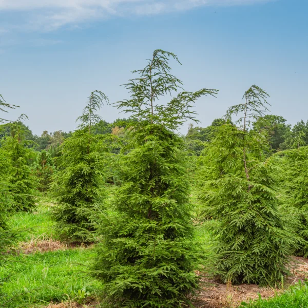 Tsuga canadensis – jedlovec kanadský