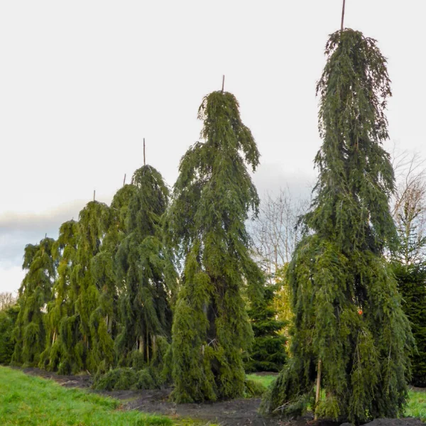 Tsuga canadensis 'Pendula' &ndash; jedlovec kanadský 'Pendula'