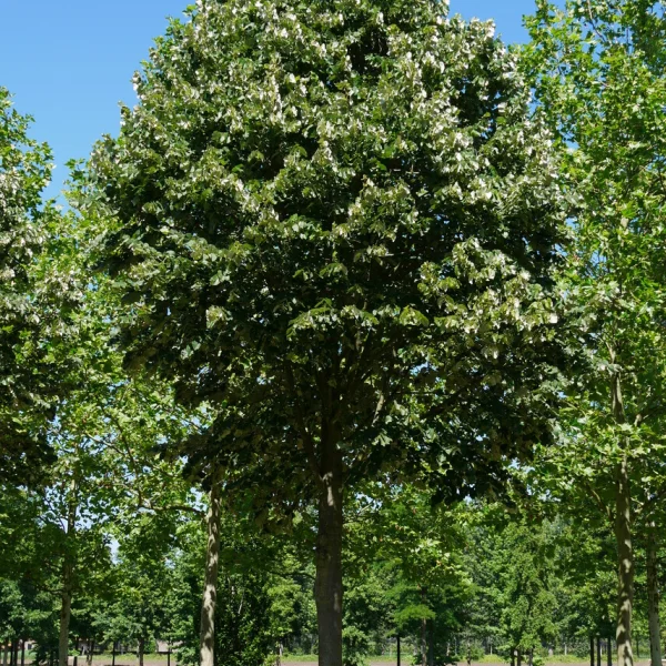 Tilia tomentosa – lípa stříbrná