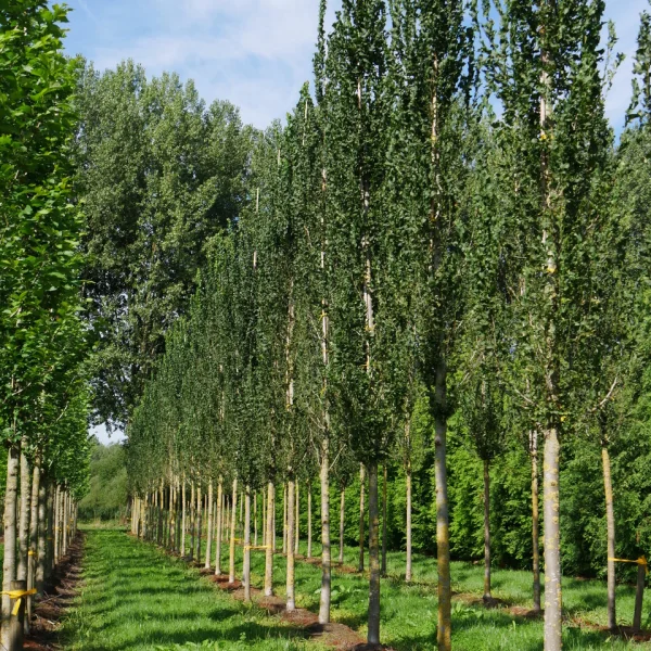 Ulmus 'Columella' – jilm 'Columella'