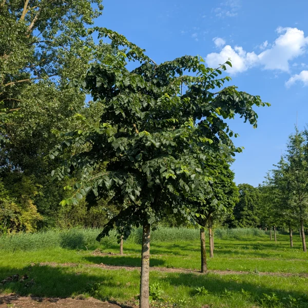 Ulmus glabra 'Pendula' &ndash; jilm horský 'Pendula'