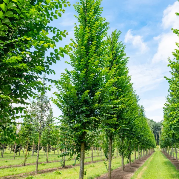 Ulmus 'Lobel' &ndash; jilm 'Lobel'