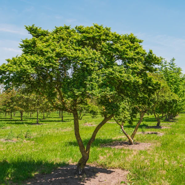 Ulmus minor 'Jacqueline Hillier' &ndash; jilm habrolistý 'Jacqueline Hillier'