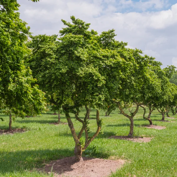Ulmus minor 'Jacqueline Hillier' &ndash; jilm habrolistý 'Jacqueline Hillier'