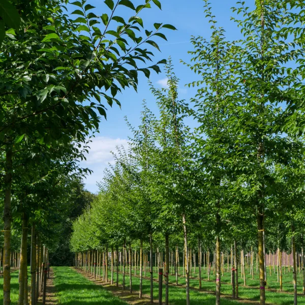Ulmus 'Morton Glossy' &ndash; jilm 'Morton Glossy'