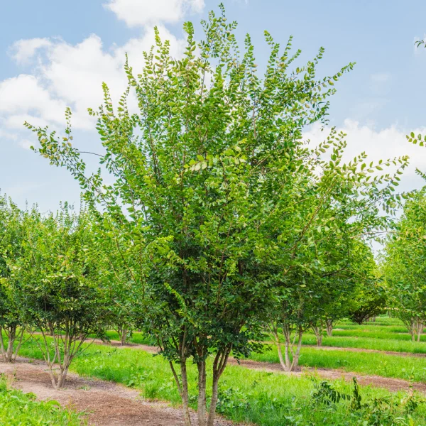 Zelkova carpinifolia – zelkova habrolistá