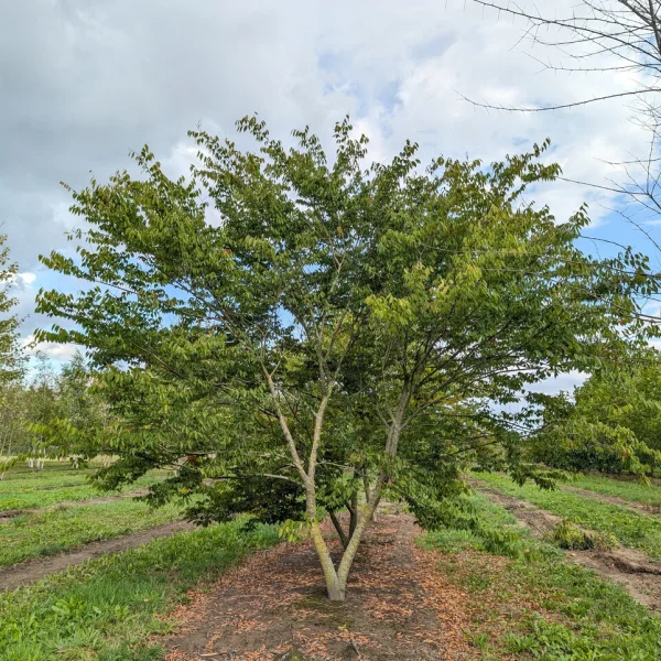 Zelkova serrata – zelkova pilovitá