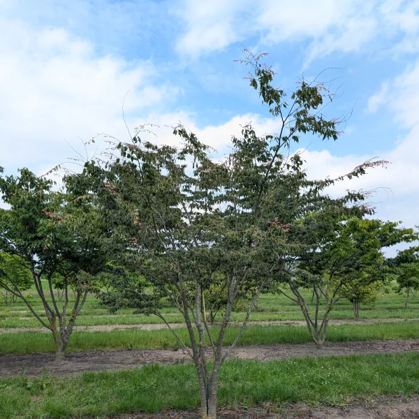 Zelkova serrata 'Variegata' &ndash; zelkova pilovitá 'Variegata'