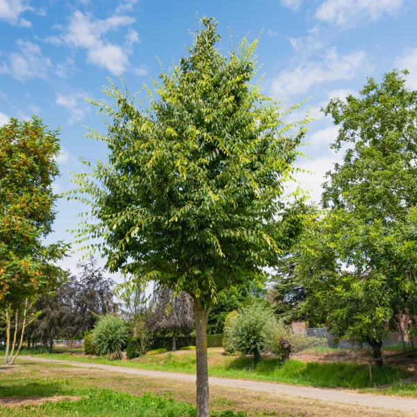 Zelkova serrata 'Village Green' &ndash; zelkova pilovitá 'Village Green'