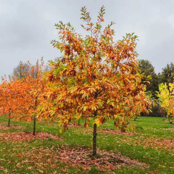 Quercus texana 'New Madrid' – dub texaský 'New Madrid'